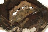Petrified Wood (Cherry) Slab - McDermitt, Oregon #236155-1